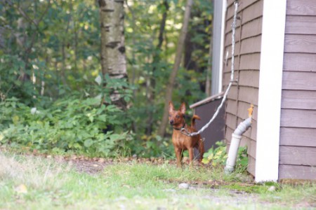 Remu luonnetestissä